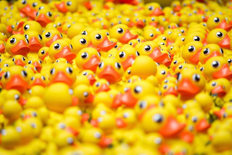 Alle WC eendjes zwemmen in het water Wij van WC eend